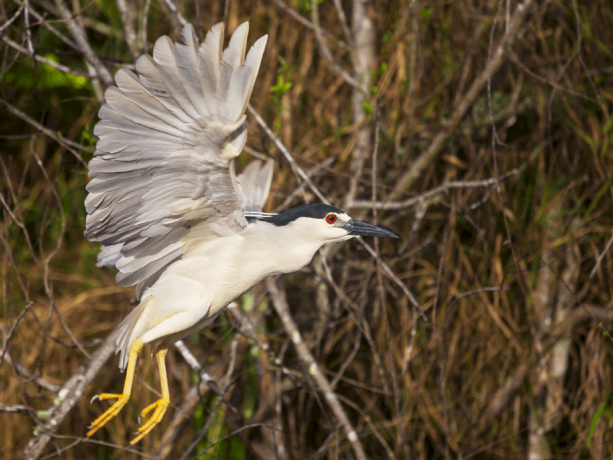 A black-crowned night heron is in flight with wings spread, set against a backdrop of branches and foliage.