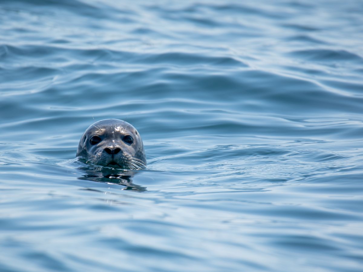 The image shows a seal partially submerged in calm ocean water, with only its head visible above the surface of the waves.