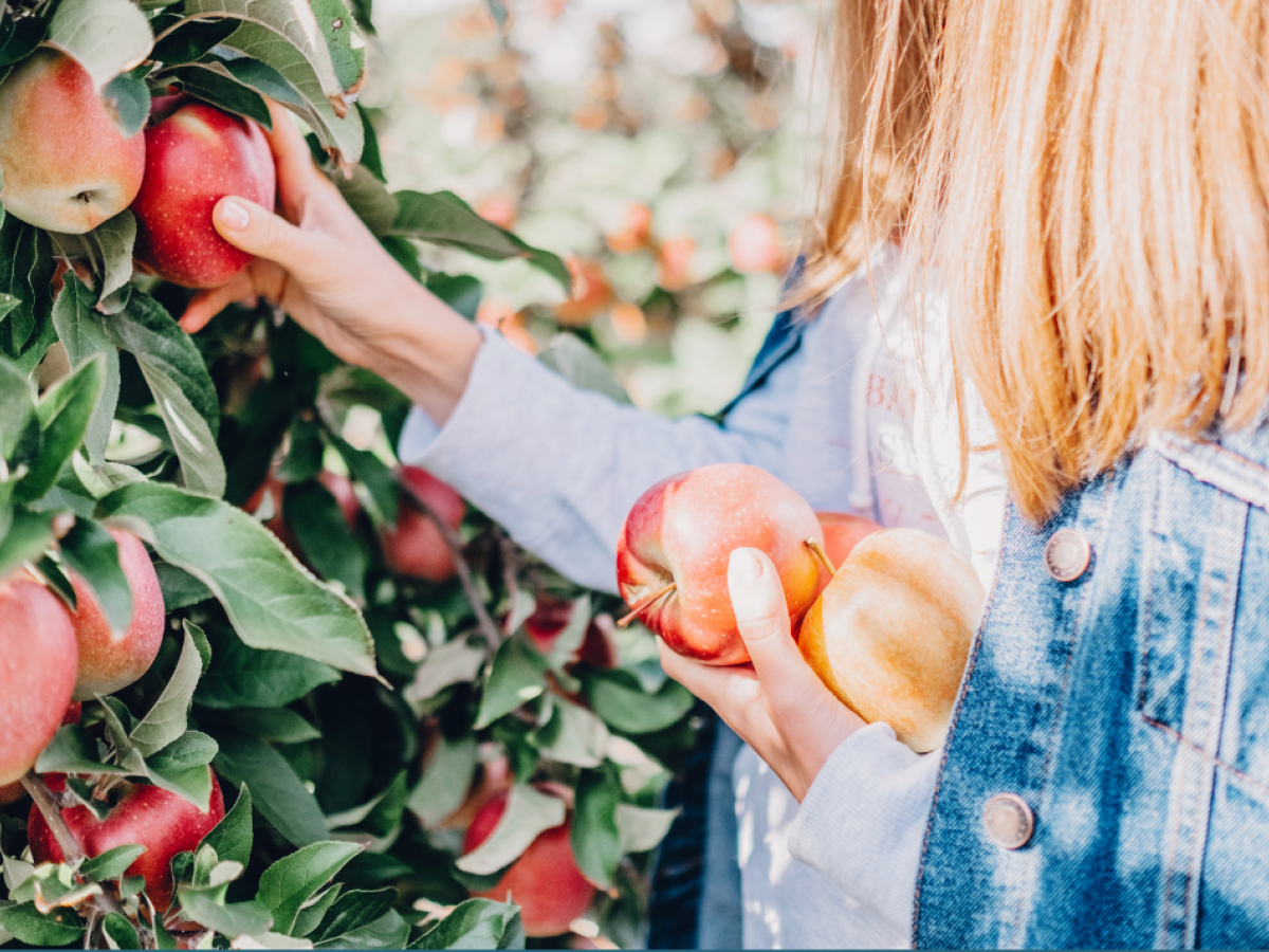 A person is picking apples from a tree, holding several in their arm, while wearing a denim jacket in a sunlit orchard.