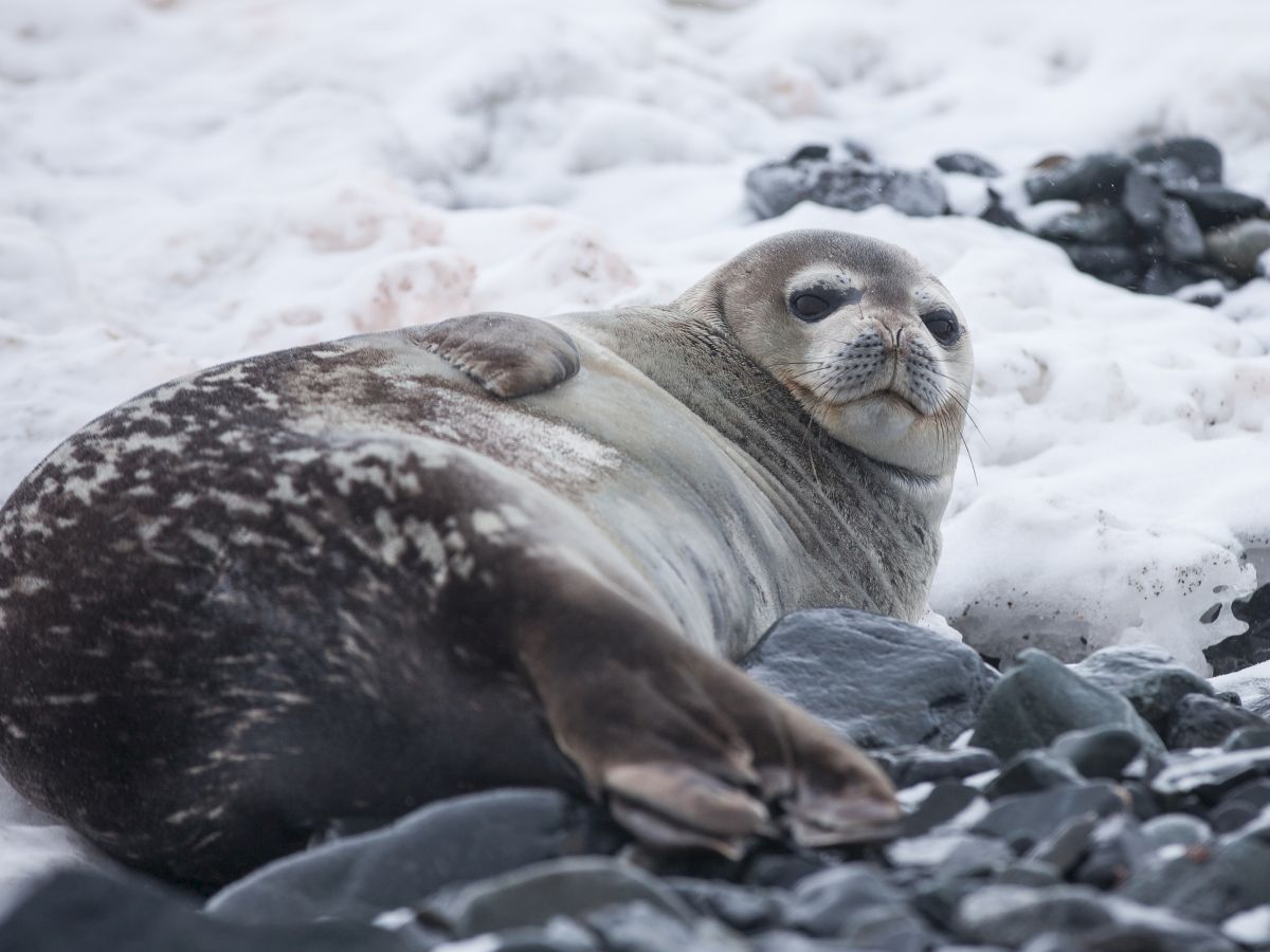 A seal is lying on a snowy and rocky surface, gazing toward the camera.