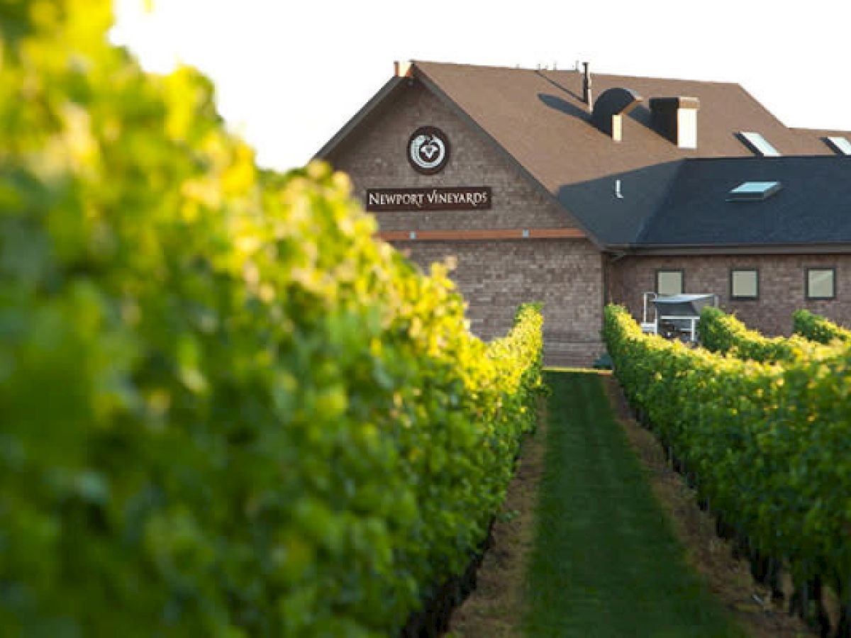 The image shows rows of grapevines leading to a building labeled "Newport Vineyards" with a clear sky above.